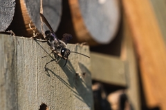 Isodontia auripes