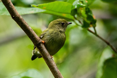 Chiroxiphia pareola