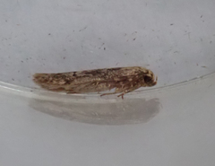 Blastobasis adustella