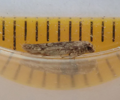 Blastobasis adustella