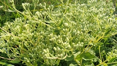Eupatorium pubescens