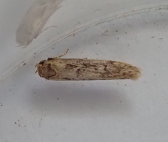 Blastobasis adustella