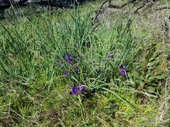 Iris macrosiphon