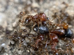 Pheidole obtusospinosa