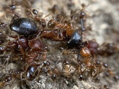 Pheidole obtusospinosa