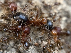 Pheidole obtusospinosa