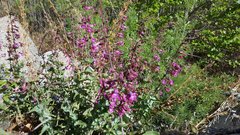 Penstemon clevelandii connatus