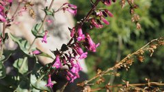 Penstemon clevelandii connatus