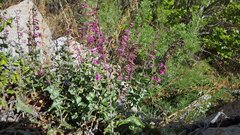 Penstemon clevelandii connatus