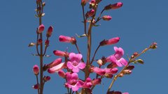 Penstemon clevelandii connatus