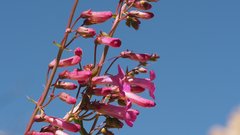 Penstemon clevelandii connatus