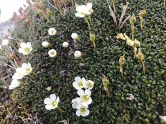 Diapensia lapponica