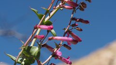 Penstemon clevelandii connatus