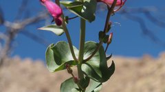 Penstemon clevelandii connatus