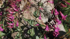 Penstemon clevelandii connatus