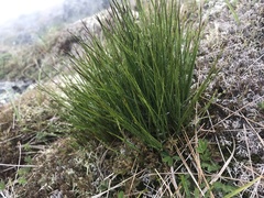 Oreojuncus trifidus