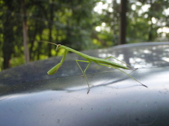 Tenodera sinensis