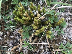 Huperzia appressa