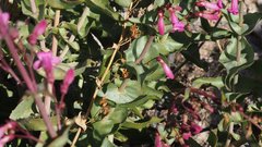 Penstemon clevelandii connatus