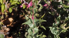 Penstemon clevelandii connatus
