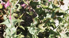 Penstemon clevelandii connatus