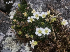 Diapensia lapponica