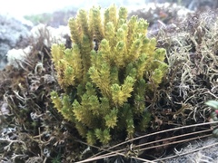 Huperzia appressa