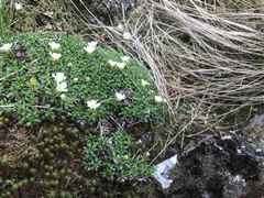 Diapensia lapponica