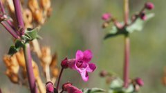 Penstemon clevelandii connatus