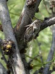 Diceroprocta eugraphica