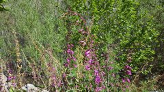 Penstemon clevelandii connatus