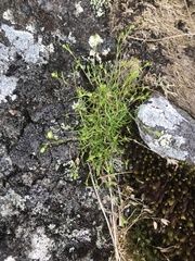 Mononeuria groenlandica