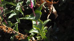 Penstemon clevelandii connatus