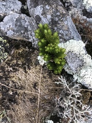 Huperzia appressa