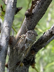 Diceroprocta eugraphica