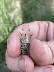 Diceroprocta eugraphica