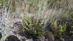 Penstemon clevelandii connatus