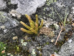Huperzia appressa