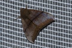 Ophisma