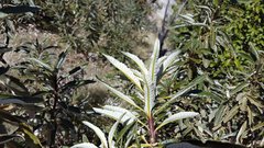 Eriodictyon trichocalyx lanatum