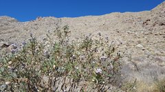 Eriodictyon trichocalyx lanatum