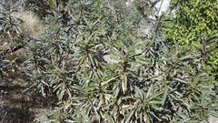 Eriodictyon trichocalyx lanatum