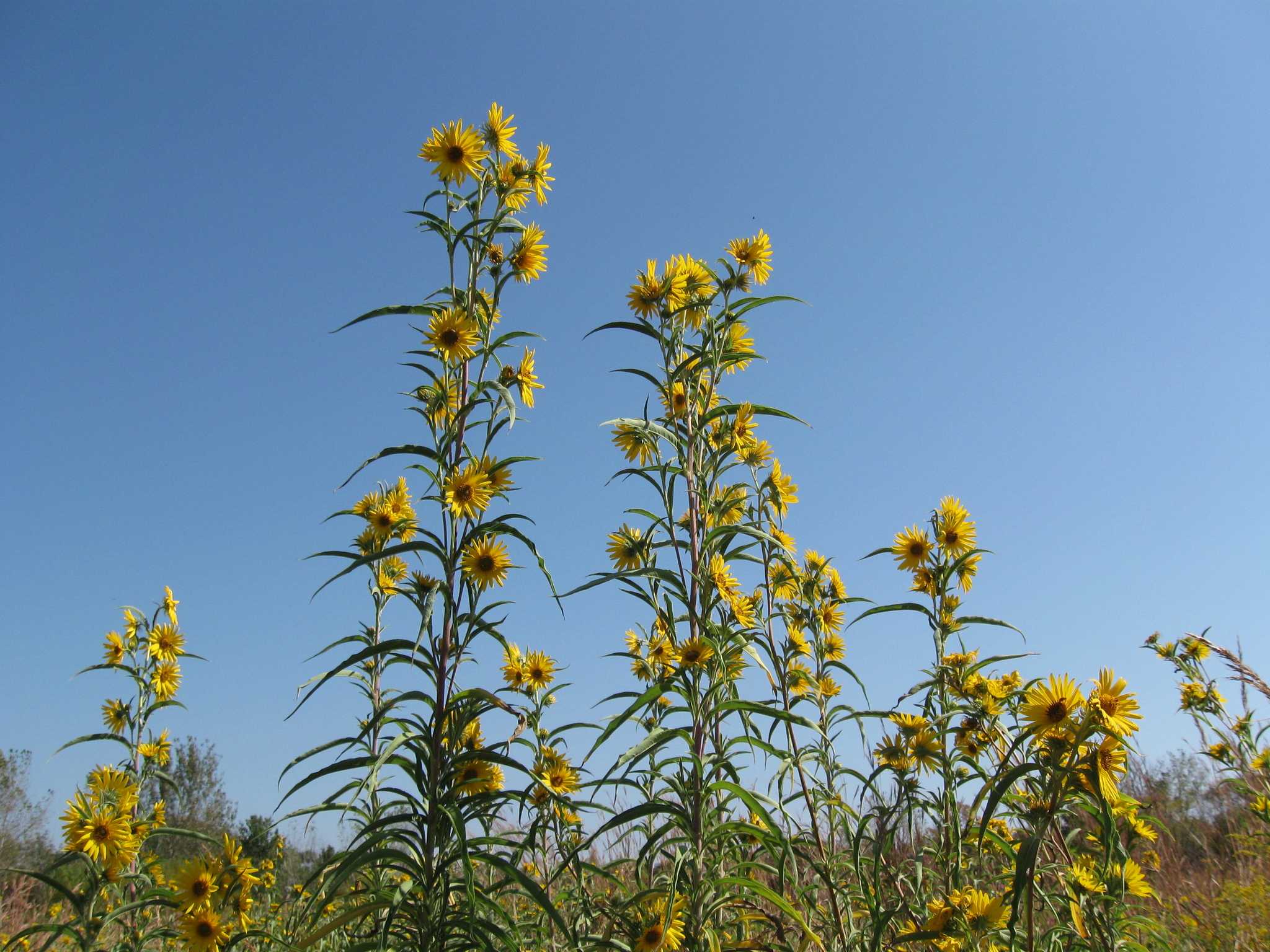 Helianthus maximiliani · NaturaLista Mexico