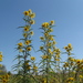 Maximilian Sunflower - Photo (c) smwhite, some rights reserved (CC BY-NC), uploaded by smwhite