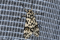 Galethalea portoricensis