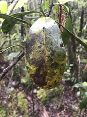 Philodoria auromagnifica