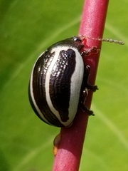Zygogramma suturalis