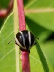 Zygogramma suturalis