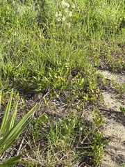 Eriogonum longifolium var. gnaphalifolium image