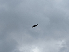 Parabuteo unicinctus